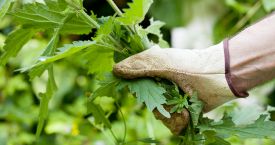 Garden Clean Up-min