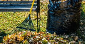 Leaf Removal-min