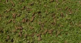 aeration-services