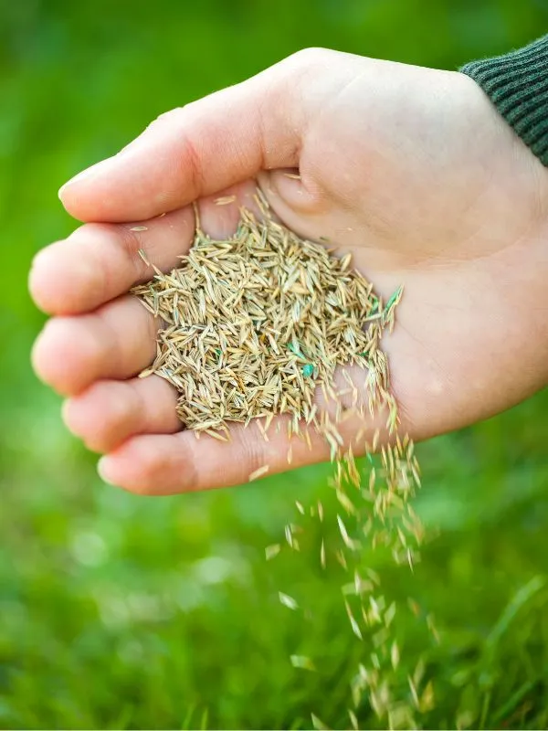 bloomington-overseeding overseeding