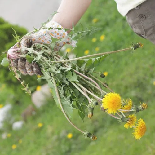 image of hands-on weed control services by Wells Lawn Care