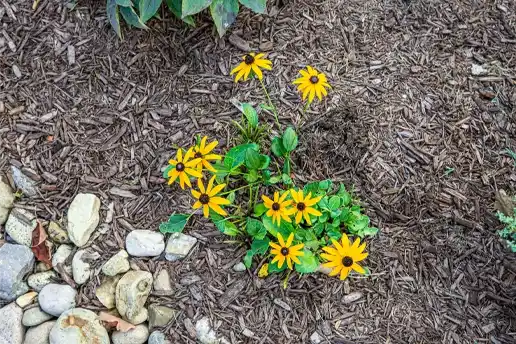 Beautiful yellow flowers