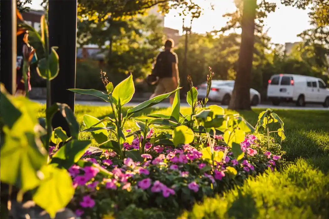 Street Landscaping