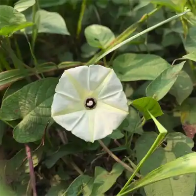 indiana vines bindweed