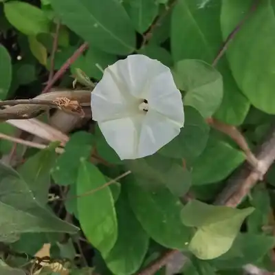 Fall Perennial Pruning