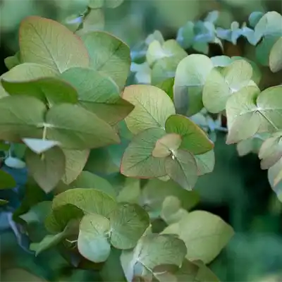 Fall Perennial Pruning
