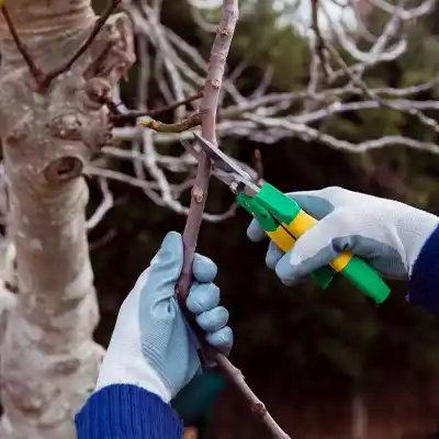 Fall Perennial Pruning