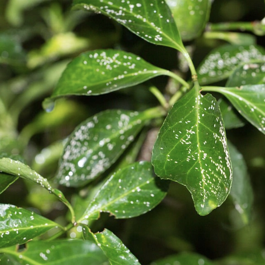 Close-up of green shrub leaves covered in small white scale insects