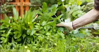 garden cleanup Seasonal Cleanup for lawns