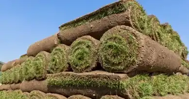 sod Seeding and sod installation