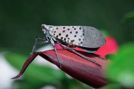 Adult spotted lanternfly with tan and black spotted wings resting on a red plant stem against a green background