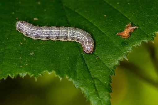Mimosa webworm caterpillar, one of the late summer landscape pests feeding on a leaf