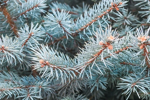 Close-up of Colorado blue spruce branches with silvery-blue needles and small orange buds, a common evergreen in Indiana landscapes
