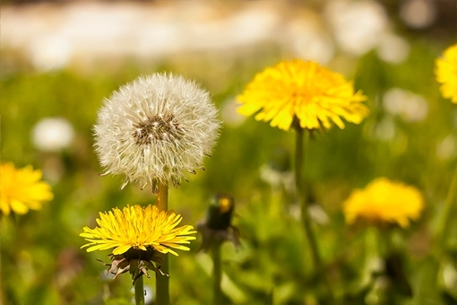 Yellow dandelion flower and mature white dandelion seed head shown side by side against a gray background, illustrating the two stages of the dandelion life cycle relevant to lawn weed control in Bloomington Indiana