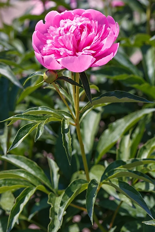 Peony leaf with irregular dead spots and discoloration caused by bacterial blight after heavy spring rainfall