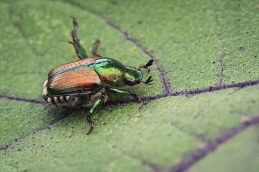 Close-up of a Japanese beetle with metallic green head and copper wing covers resting on a green leaf, a common lawn and landscape pest in Bloomington Indiana