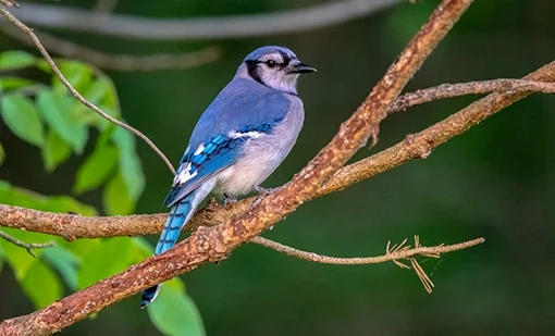 Blue jay perched on a twig in a native Indiana landscape