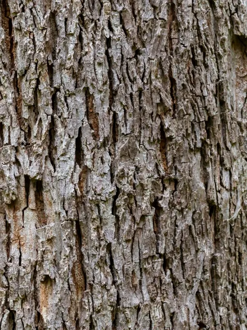 Close-up of bark on a hickory tree