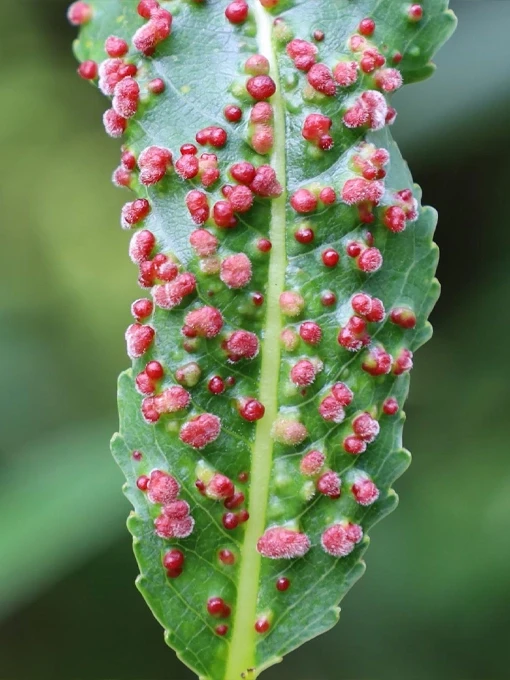 Signs of disease and stress on tree leaves