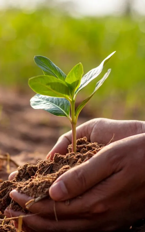 Hands planting a young green seedling