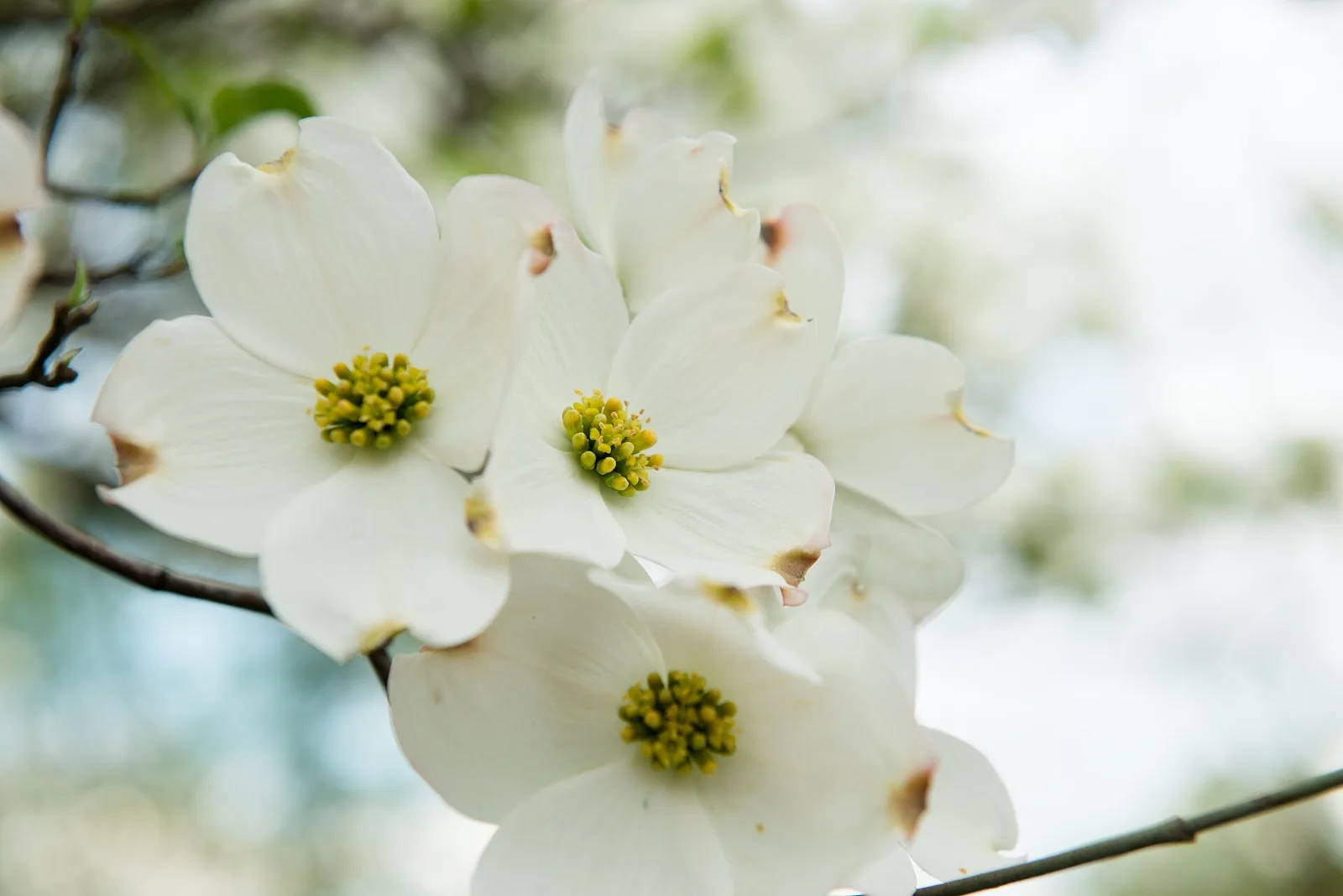 White flowering dogwood blooms, one of the most popular dogwood trees in Indiana